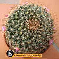 بذر کاکتوس Mammillaria Claviformis