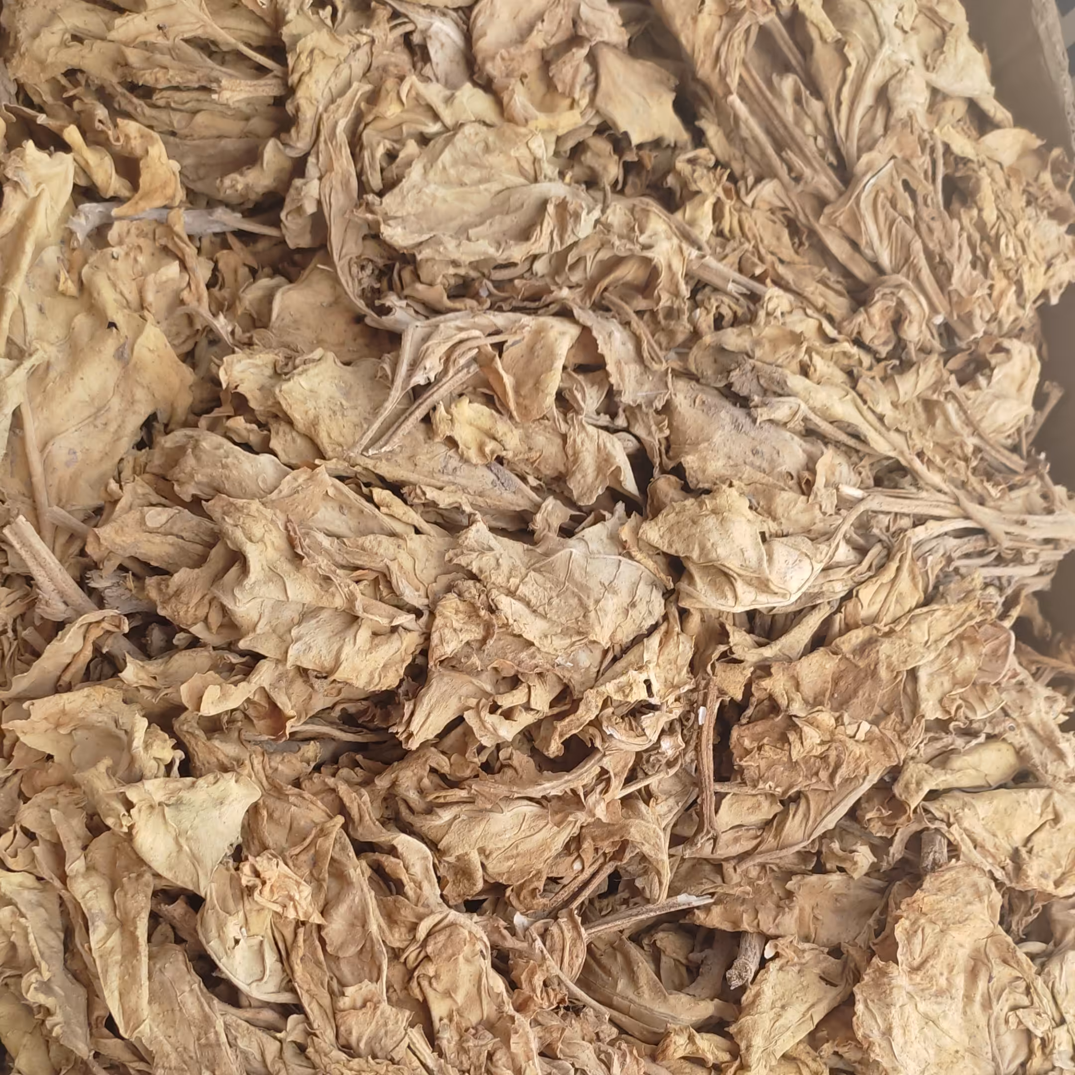 محمود احمدی 09901325679