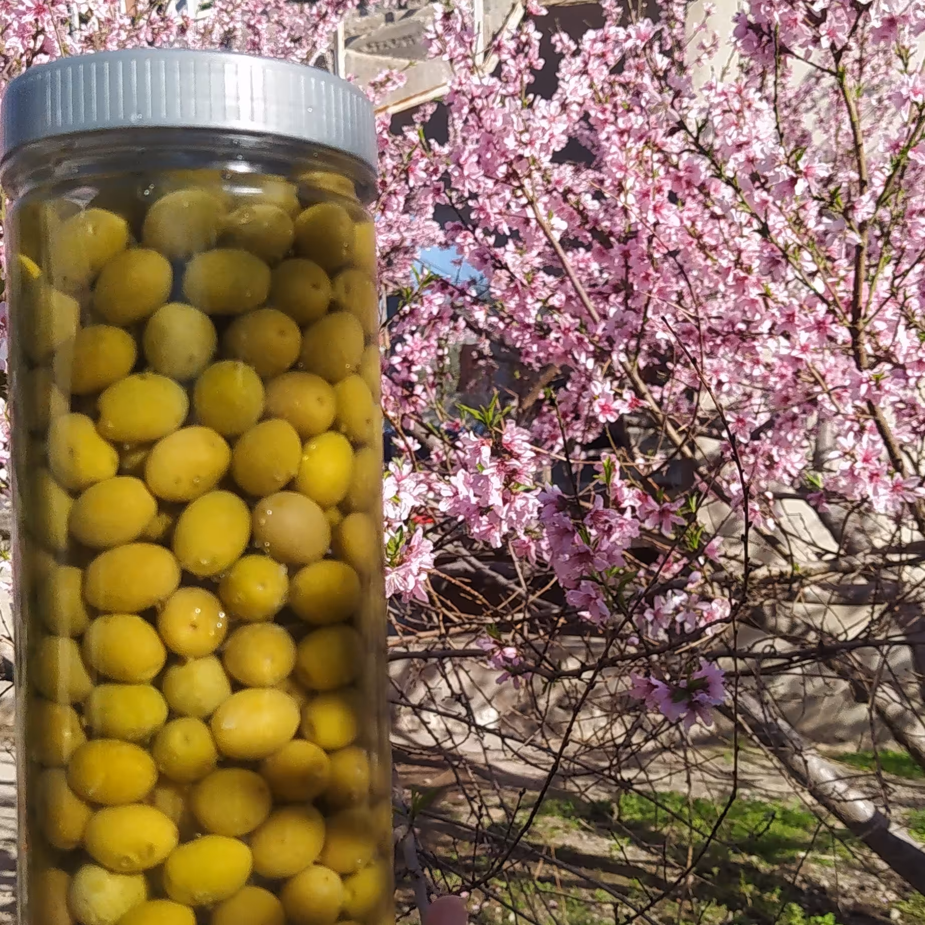 زیتون کنسروی ریز امساله 800 گرمی (سایز 4)