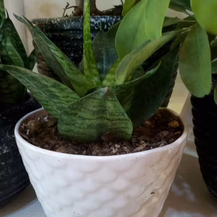 گلدان سانسوریا لاله ای
