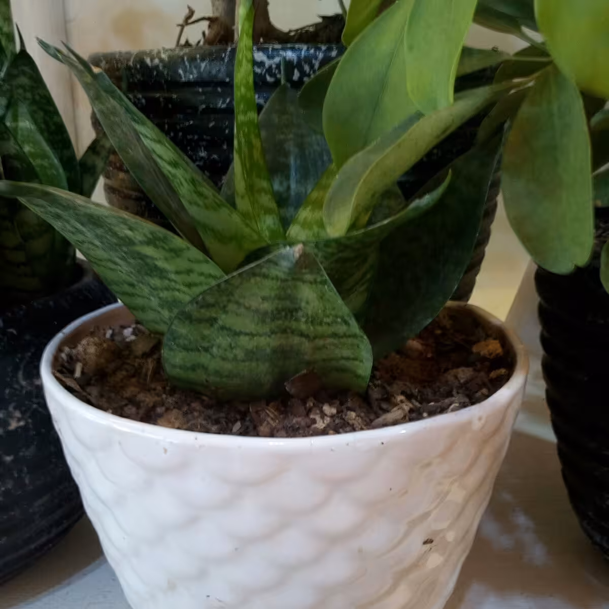 گلدان سانسوریا لاله ای