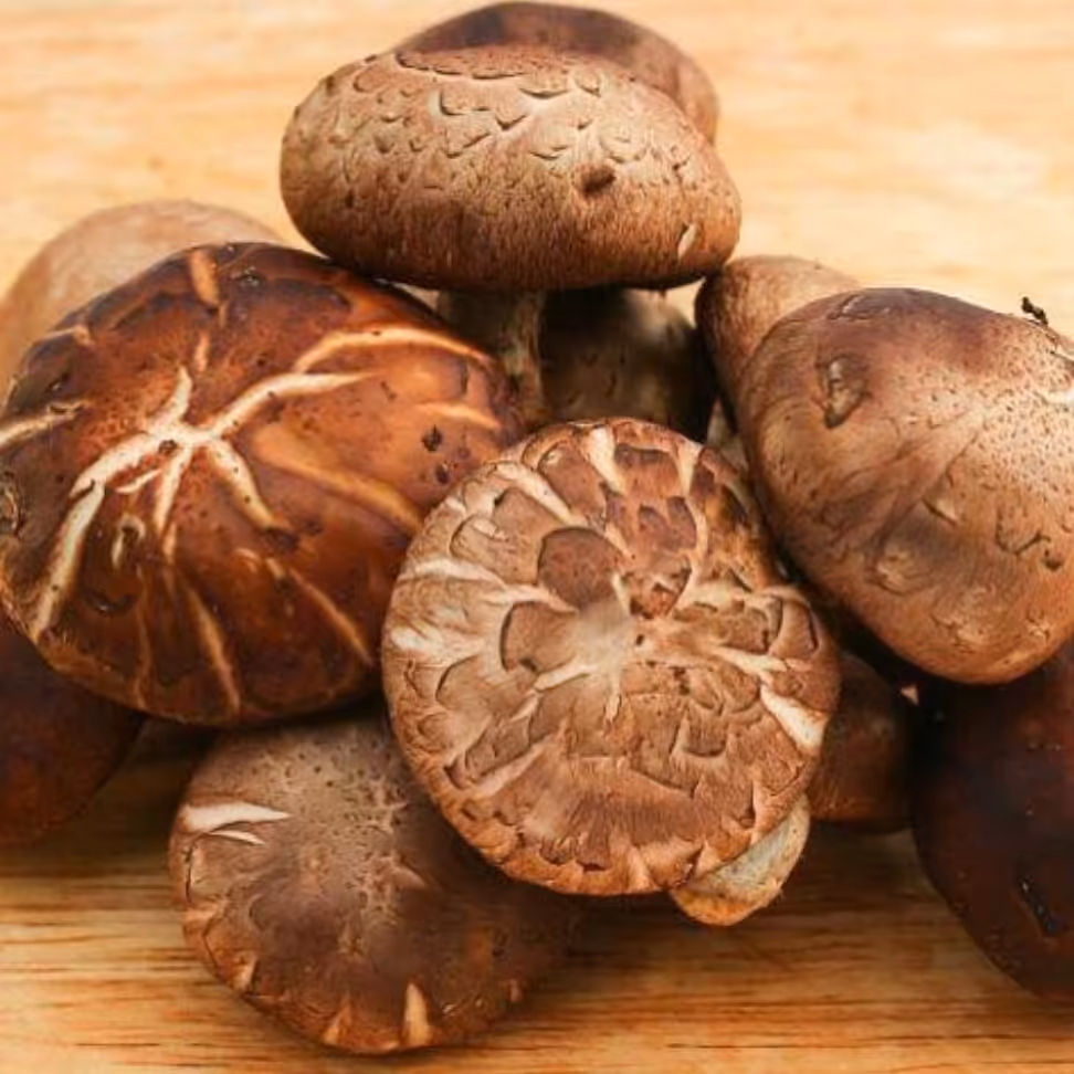 قارچ شیتاکه 