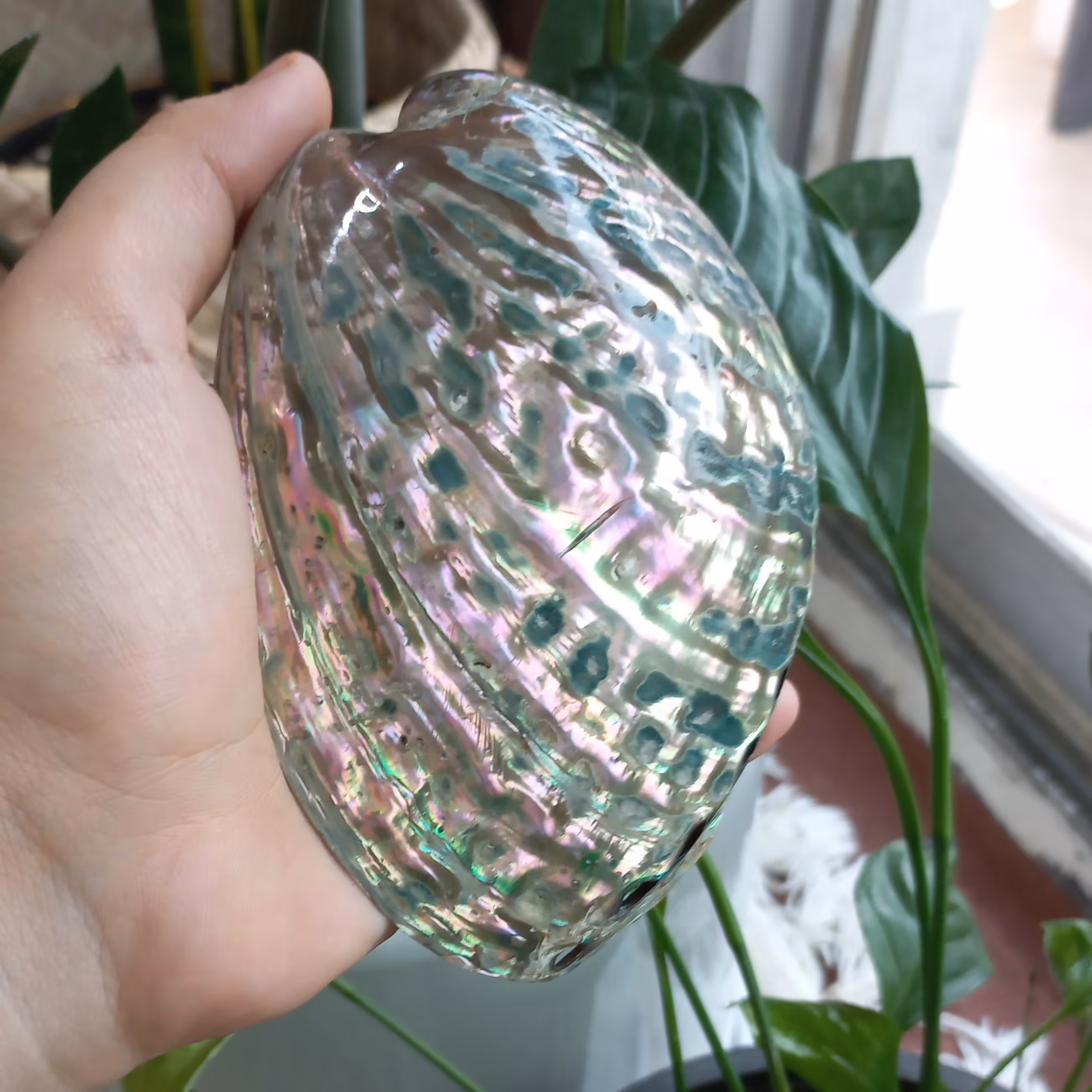 صدف آبالون پر طاوسی