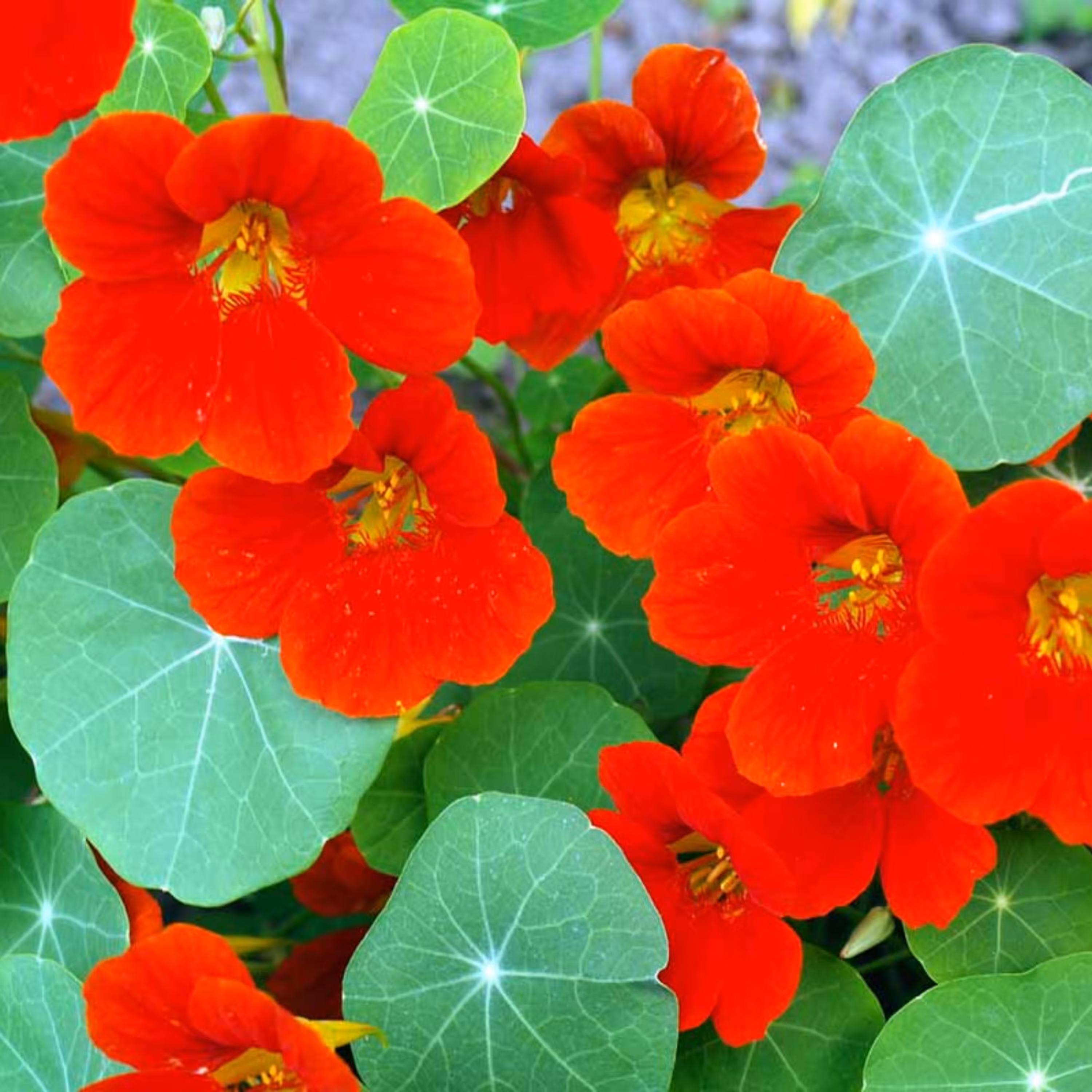 بذر گل لادن قرمز 10 عددی 