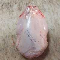 مرغ بسته تازه تاریخ روز