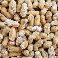 بادام زمینی با پوست آستانه پرمغز تازه خوش طعم 500گرم