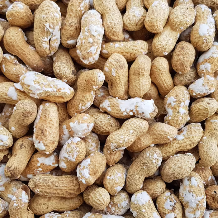 بادام زمینی با پوست آستانه پرمغز تازه خوش طعم 500گرم