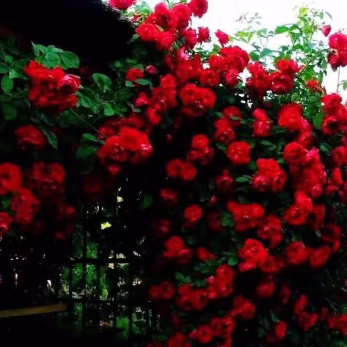 5 عدد بذر واقعی رز رونده قرمز