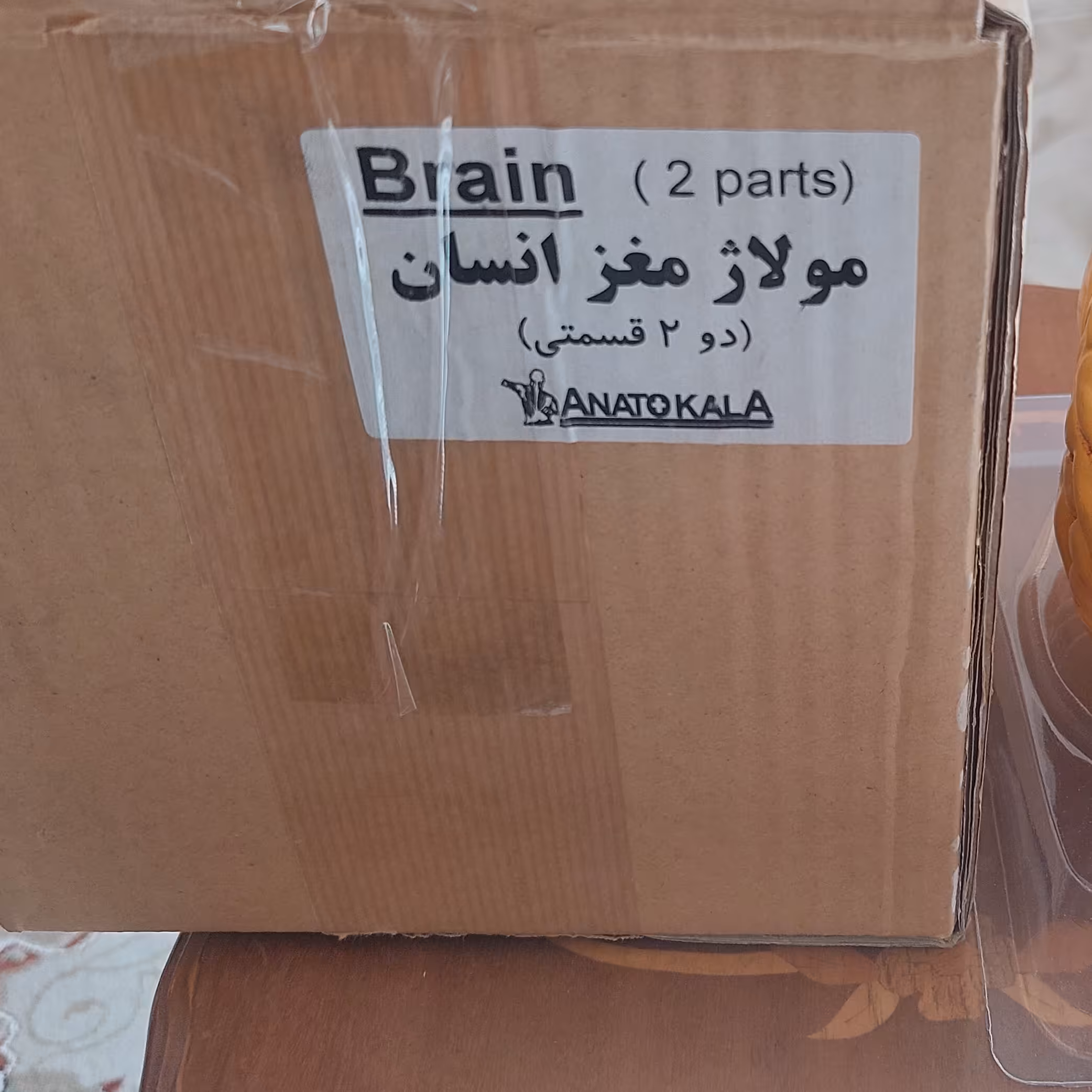 مولاژ مغز انسان 2 تکه