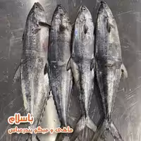 ماهی قباد تازه (1 کیلوگرم)