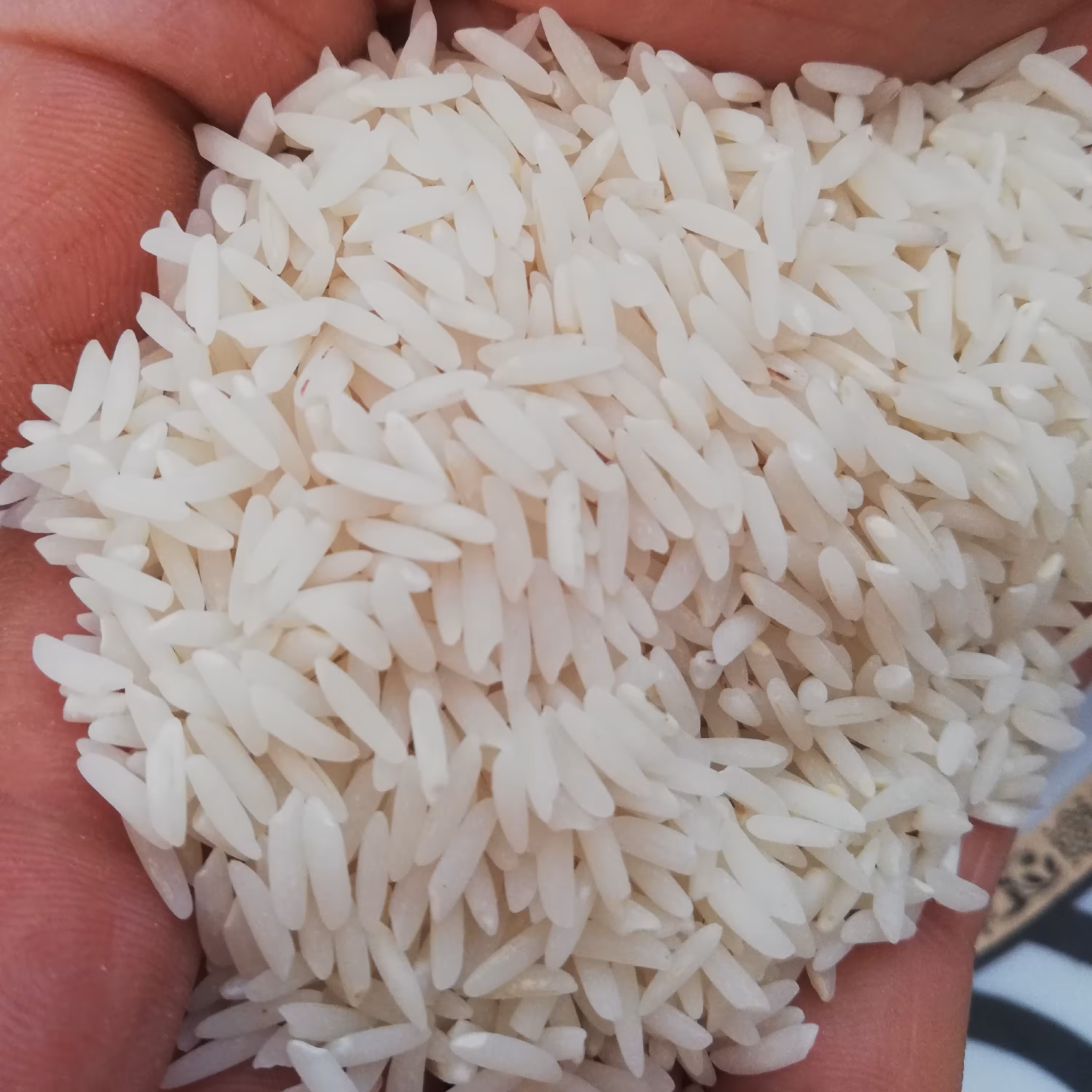 برنج طارم شمال