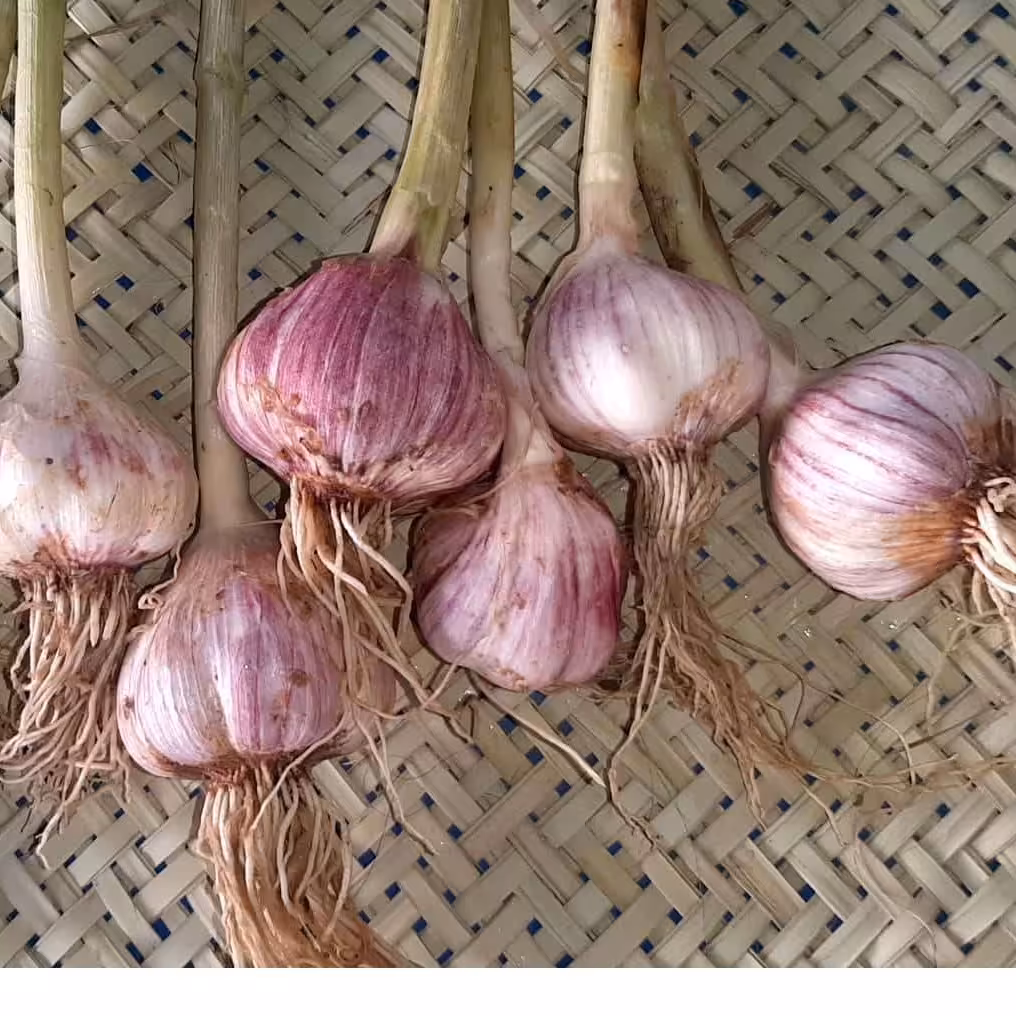 سیرقرمز ارگانیک بشاکردبابسته بندی سنتی سبد حصیری