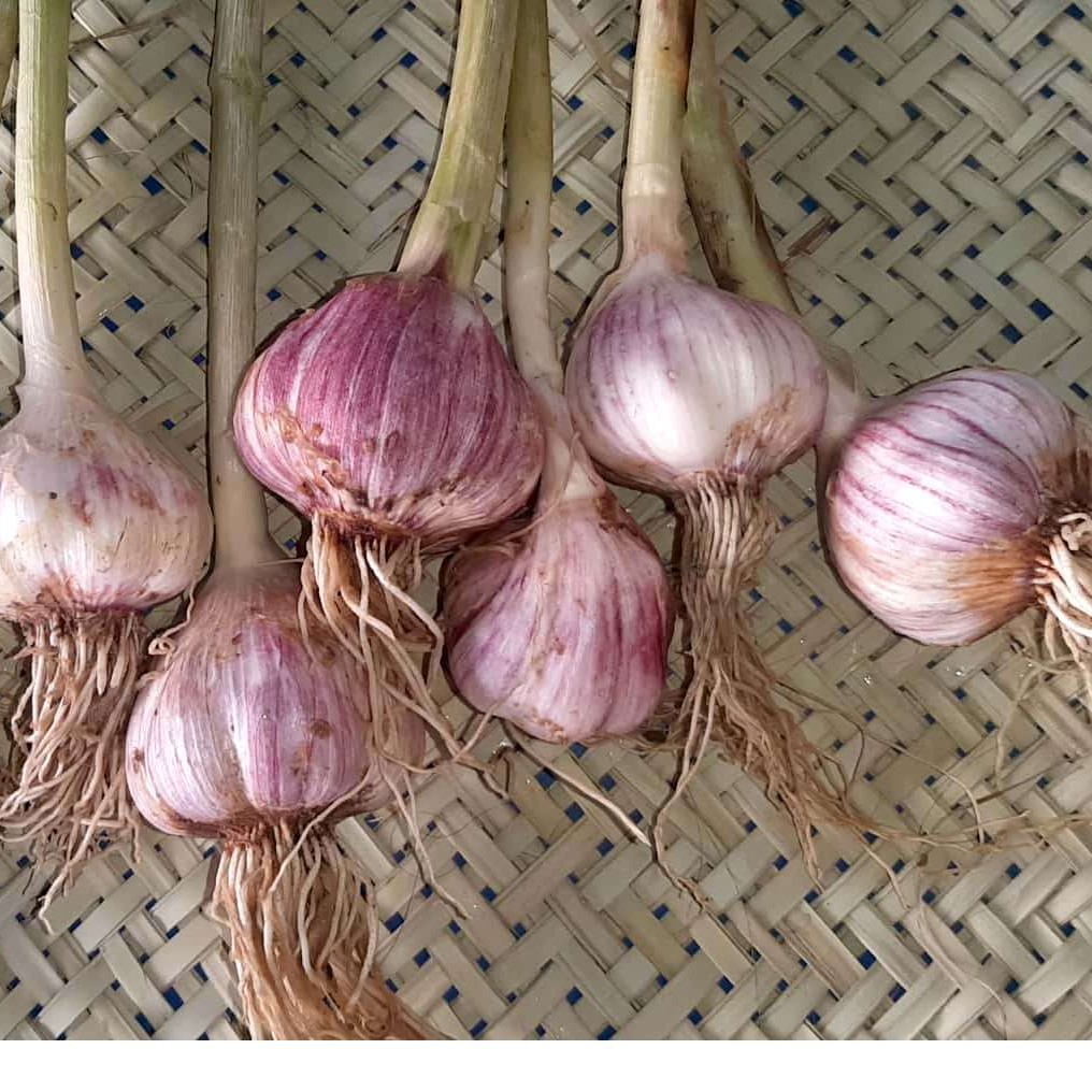 سیرقرمز ارگانیک بشاکردبابسته بندی سنتی سبد حصیری