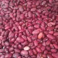 لوبیا قرمز محلی قاینات