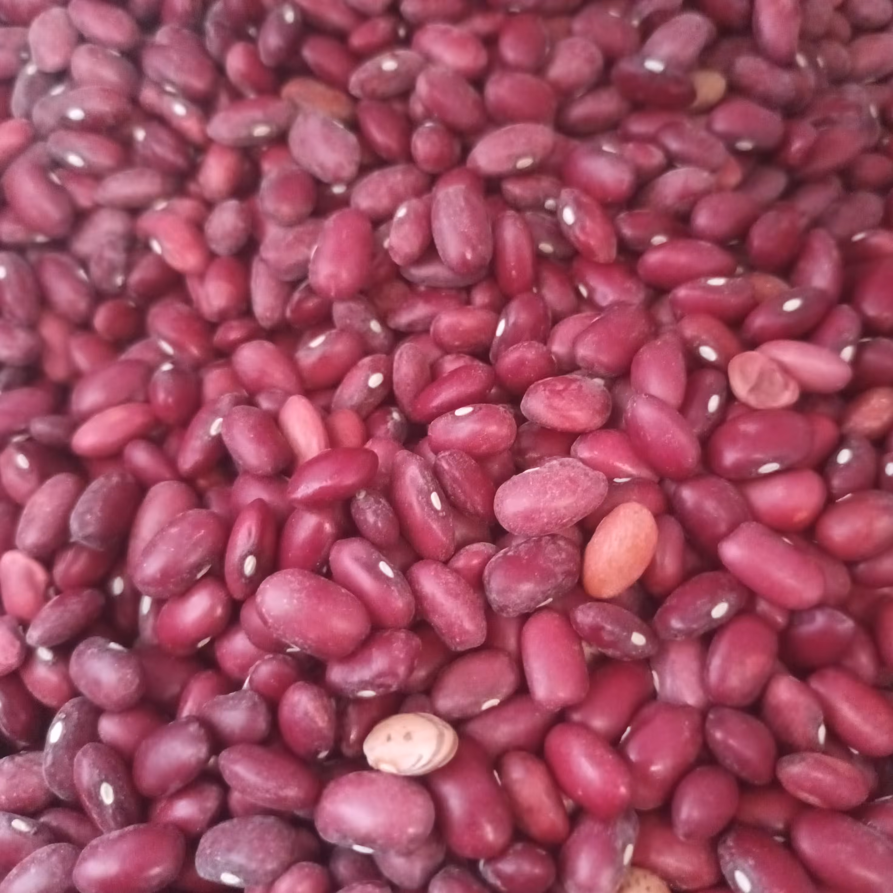 لوبیا قرمز محلی قاینات