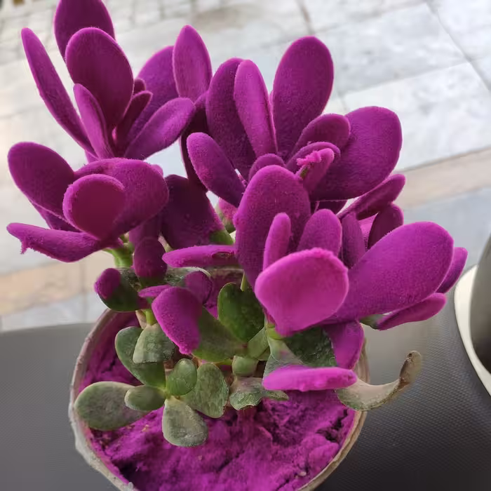 گلدان ساکولنت رنگی