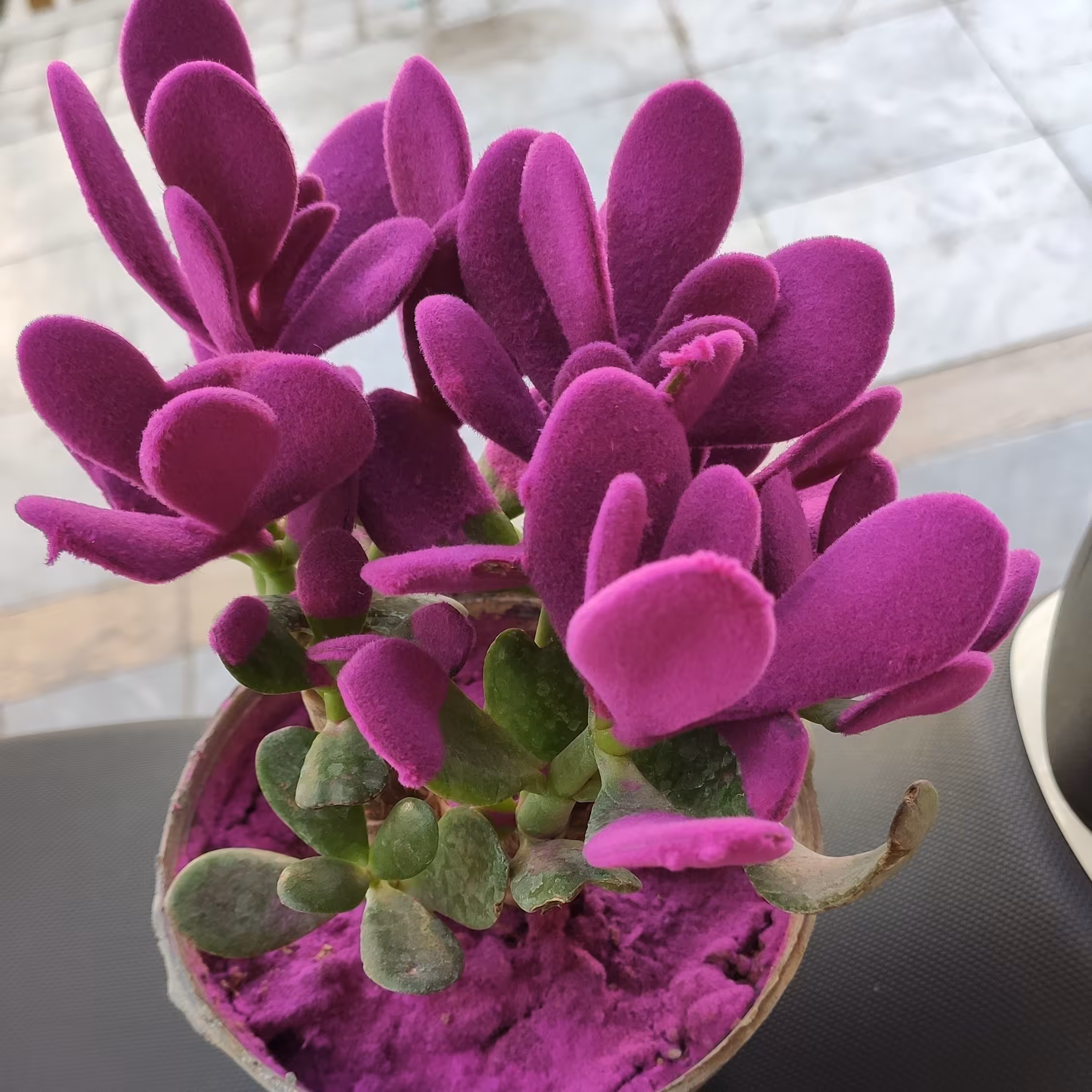 گلدان ساکولنت رنگی
