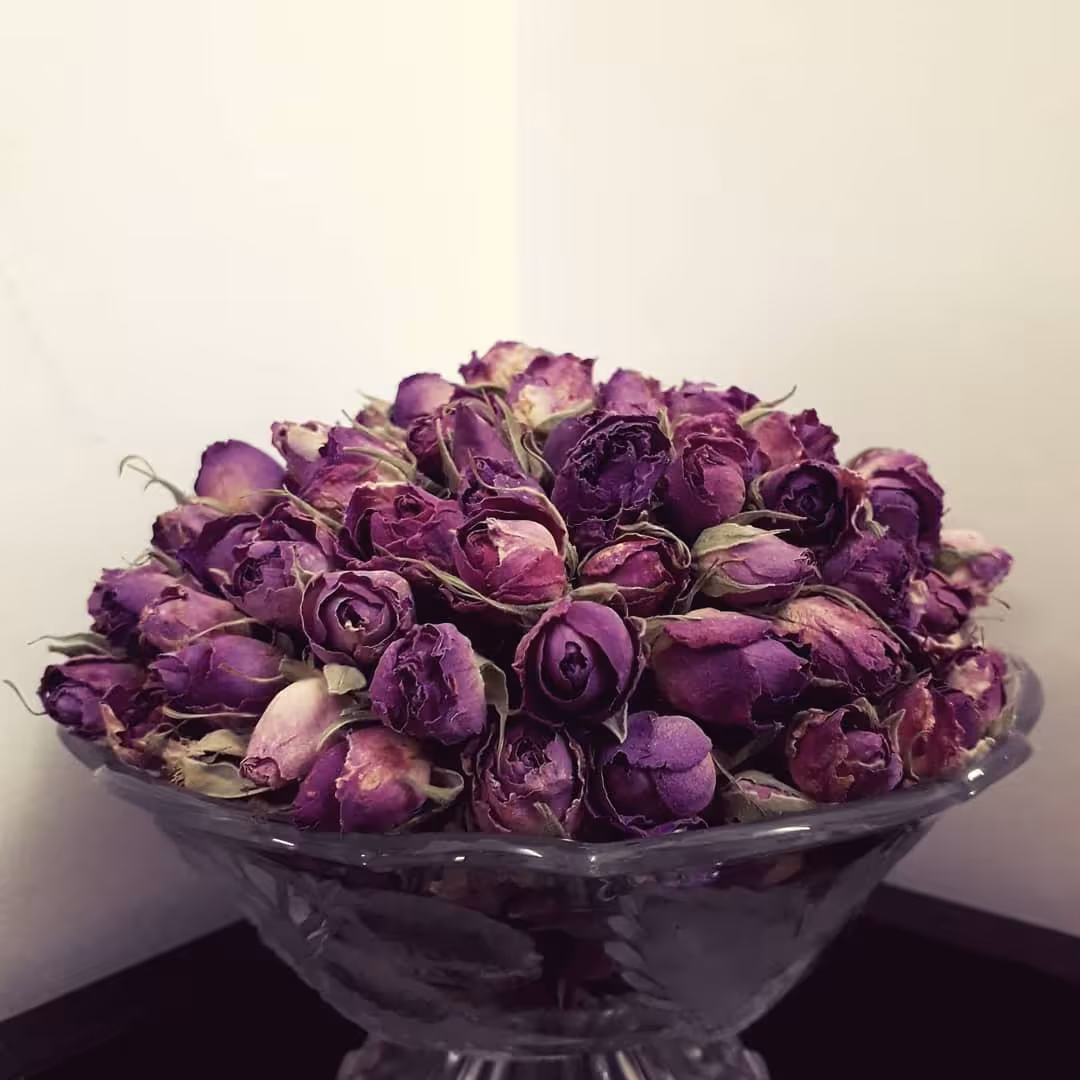 غنچه گل محمدی