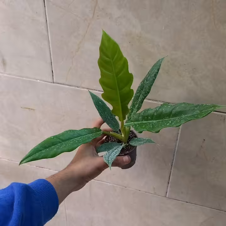 فیلودندرون لب کنگره ای  کد 28