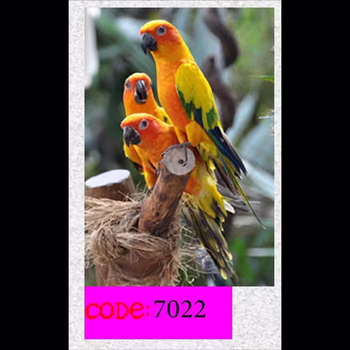 تابـــلوچـــاپی مخمـــل مجمــوعه حیـــوانات سایــــز 50در70