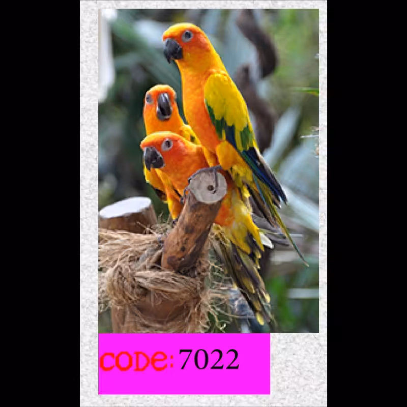 تابـــلوچـــاپی مخمـــل مجمــوعه حیـــوانات سایــــز 50در70