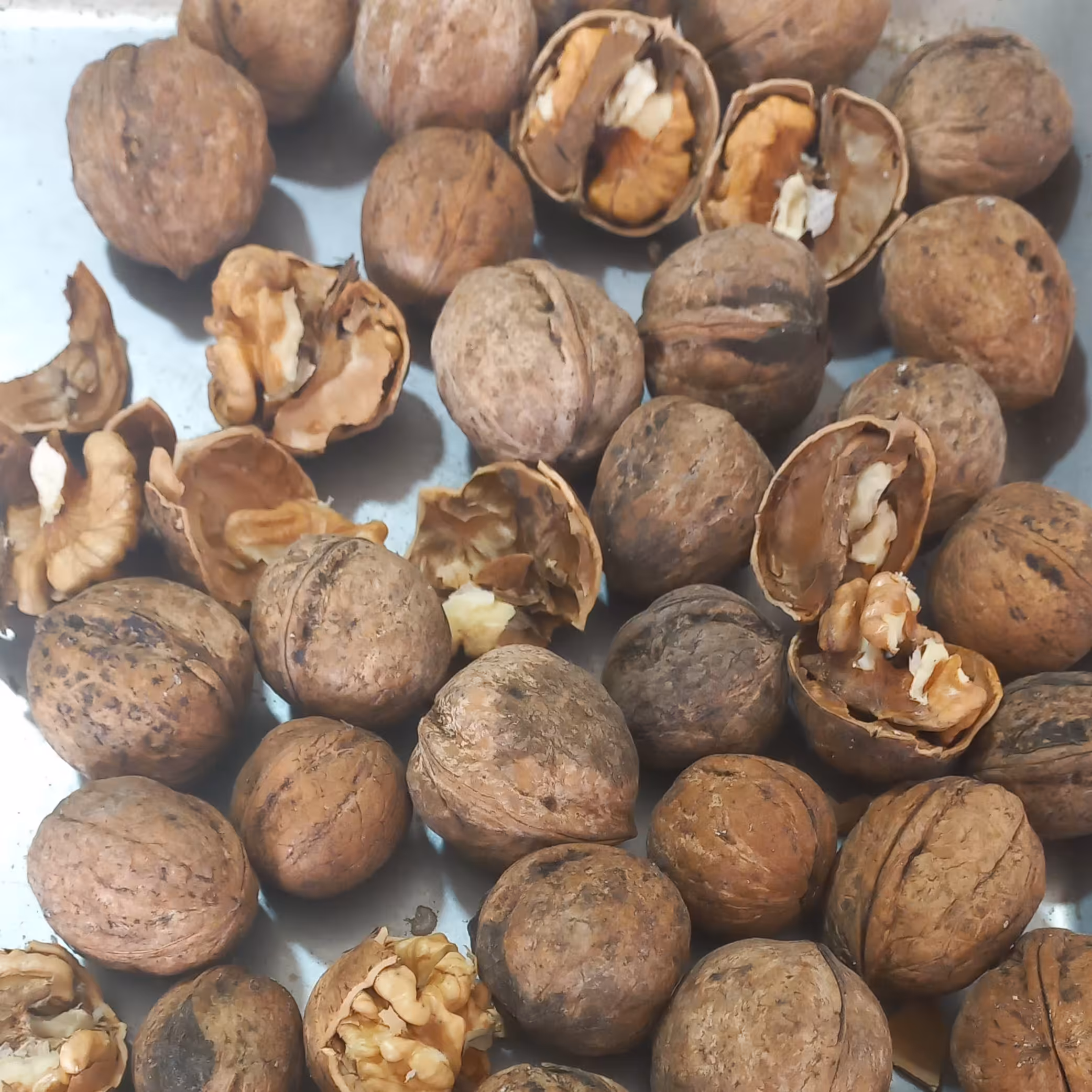 گردوی ایرانی ، هر کیلو حاوی 500 گرم مغز