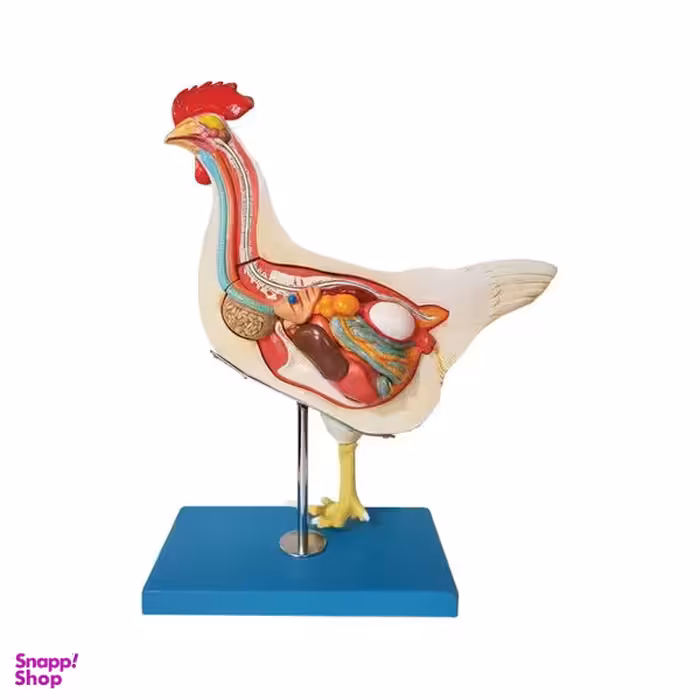 بازی آموزشی طرح مولاژ مرغ مدل ASM51