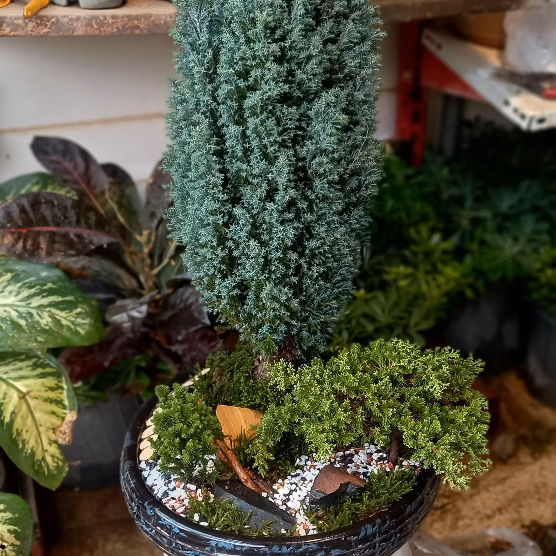 مجموعه دیش گاردن جذاب و زیبا، شامل کاج الودی،کاج کرپ توماریا،کاج ژونی پروس ولزی(پس کرایه)