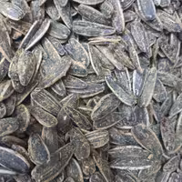 تخمه کانادایی برشته طعم گلپر