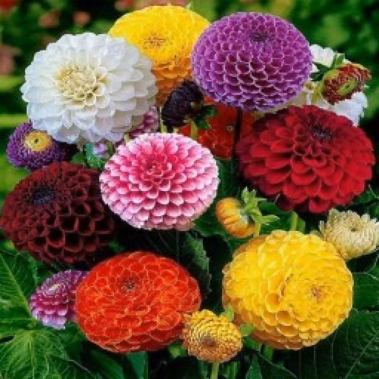 بذر گل آهار 4 گرمی