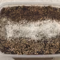 حلوا خرمایی با مغز گردو با تزیین کنجد و نارگیل 500گرمی 