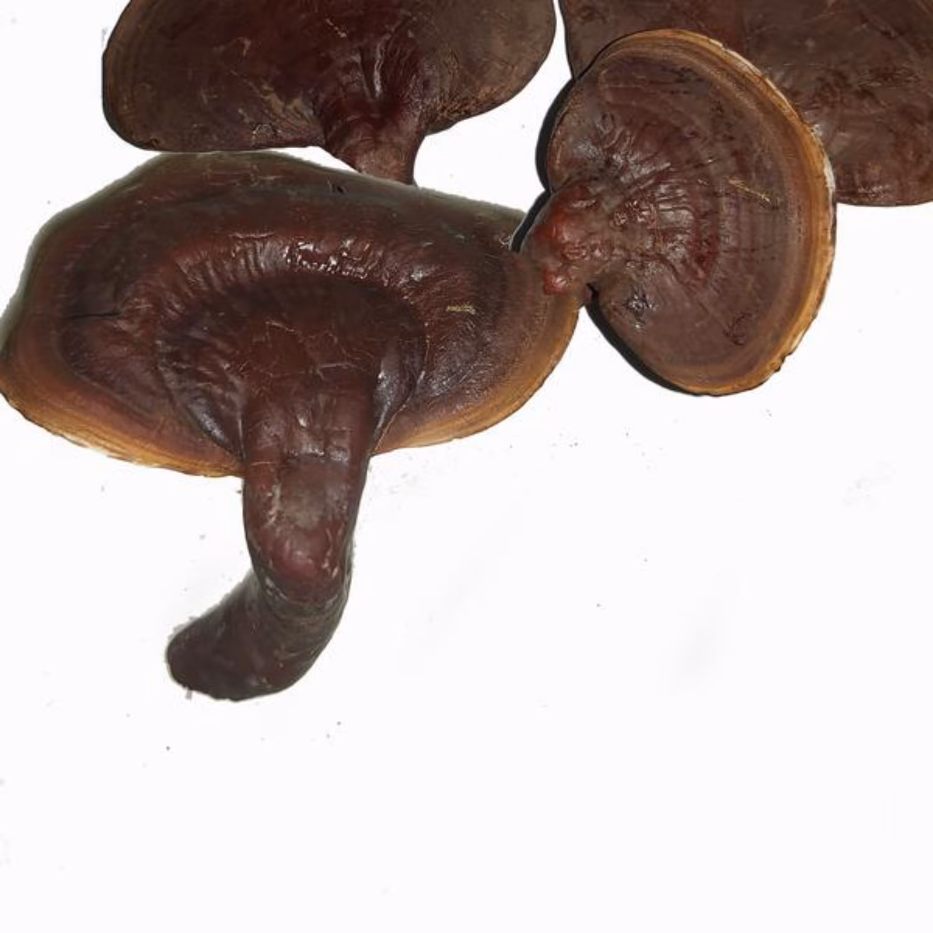 قارچ گانودرما لوسیدوم قرمز 200 گرمی سالم اصل و درجه 1