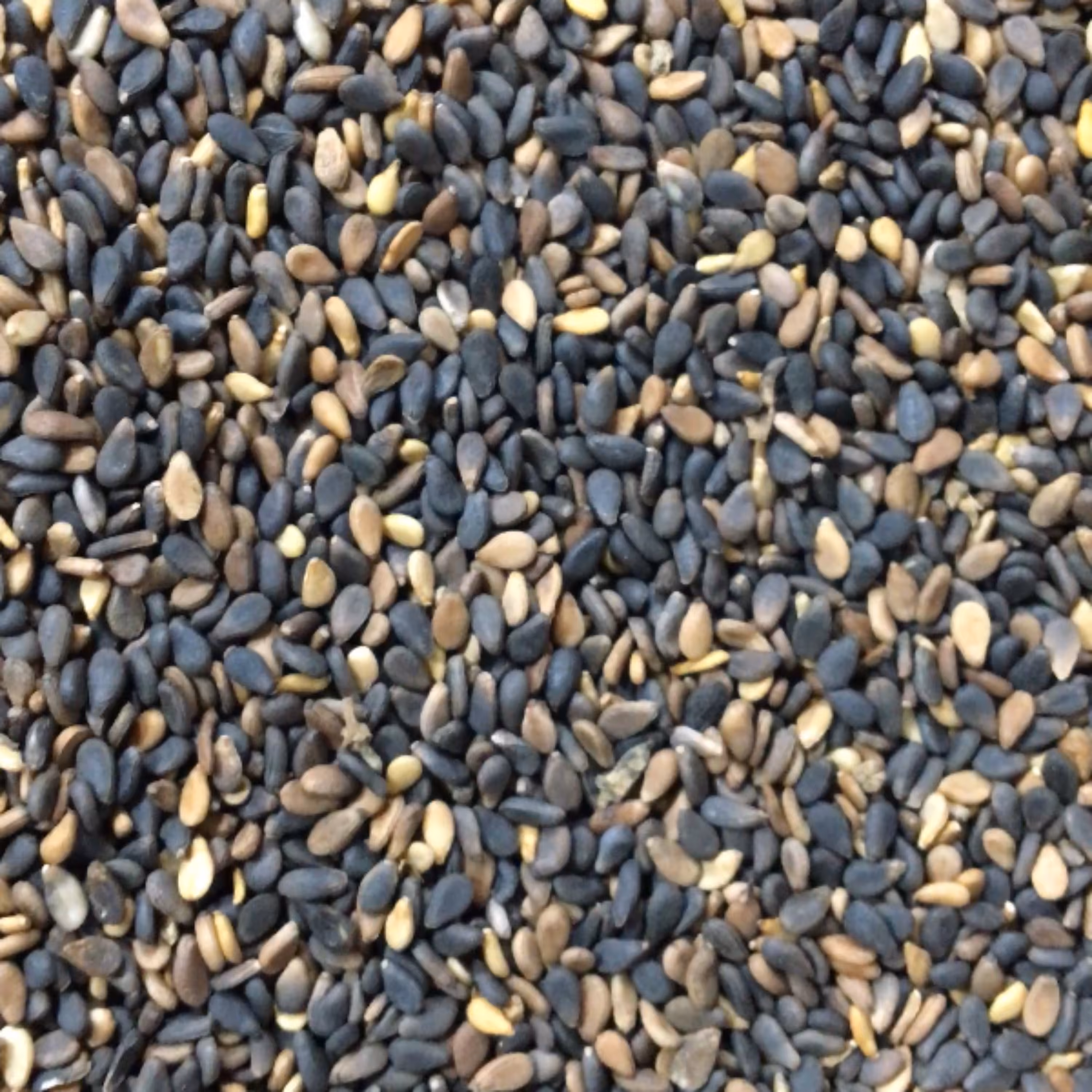 کنجد سیاه خام 1000 گرم