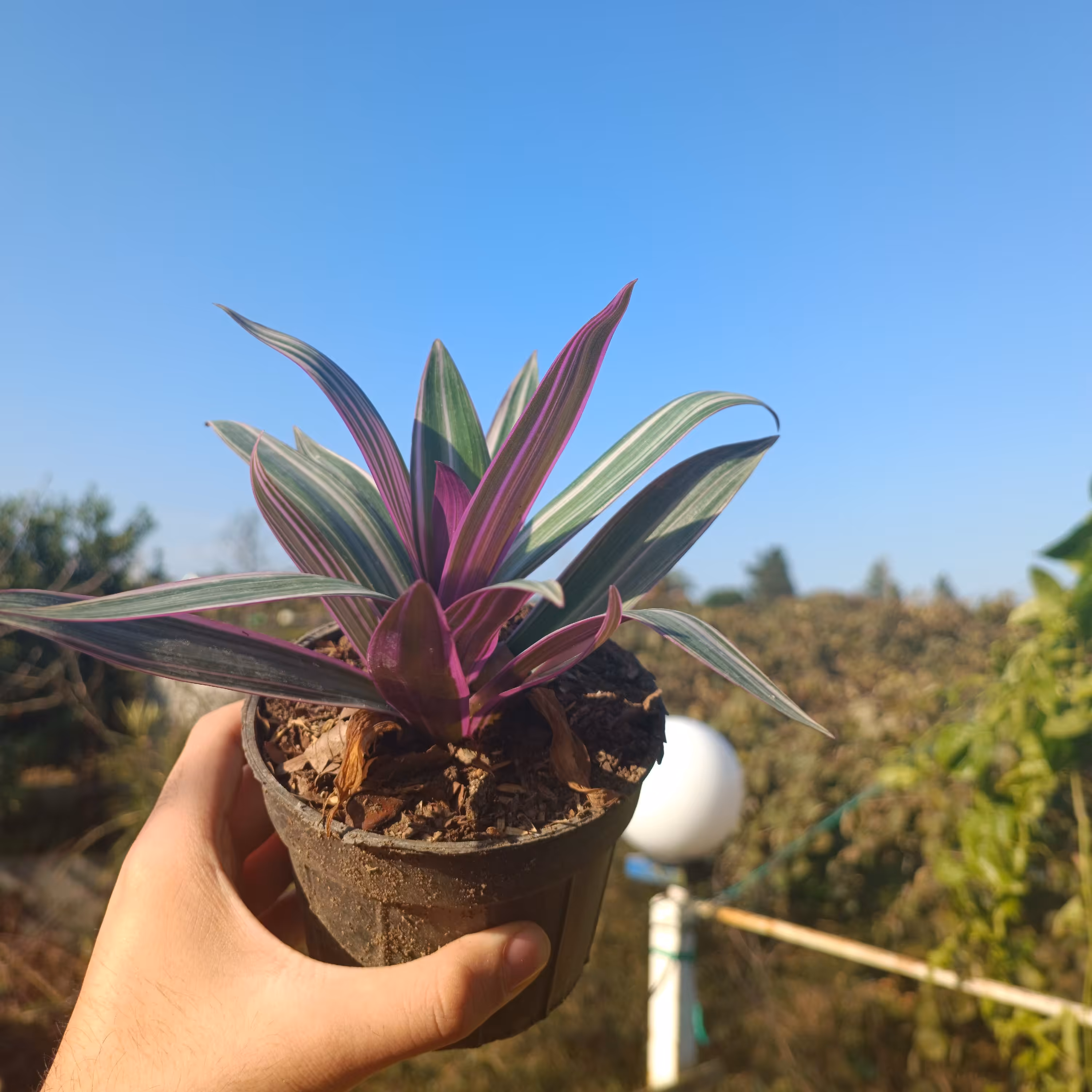 گیاه زیبلین  _ گل _ گل و گیاه آپارتمانی _ آریکاس