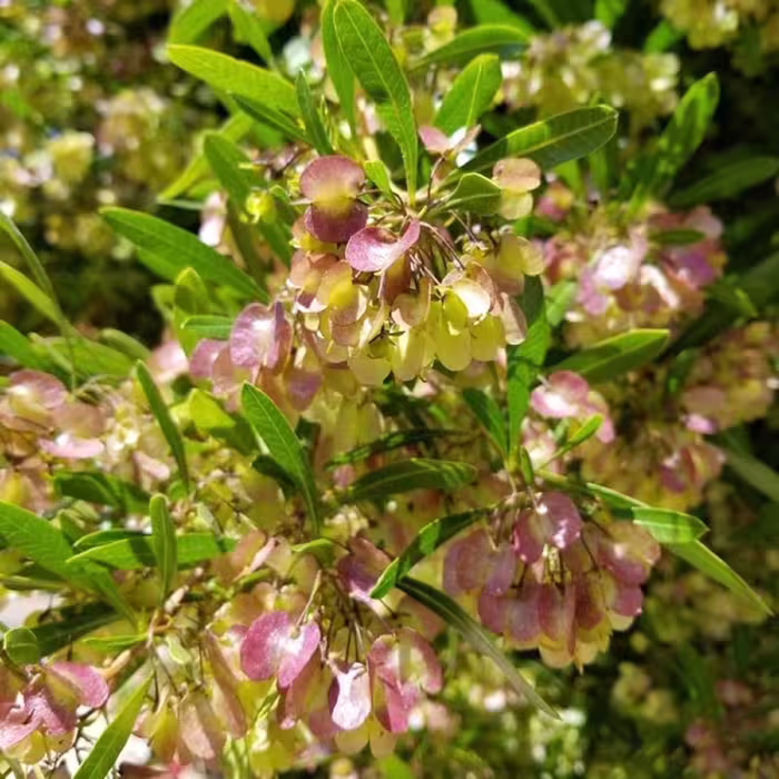 بذر درختچه ناترک استرالیایی بسته 1 گرمی
