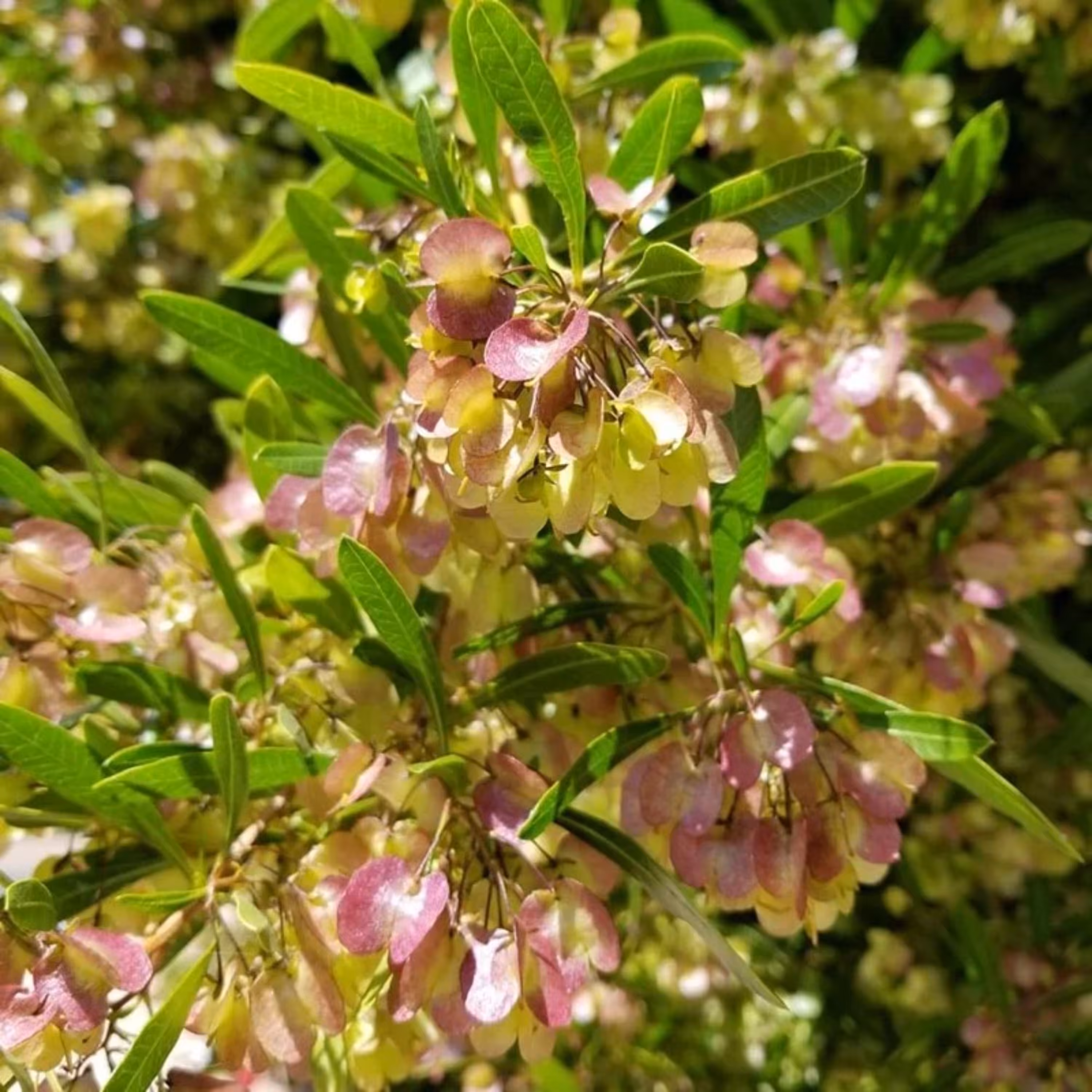 بذر درختچه ناترک استرالیایی بسته 1 گرمی