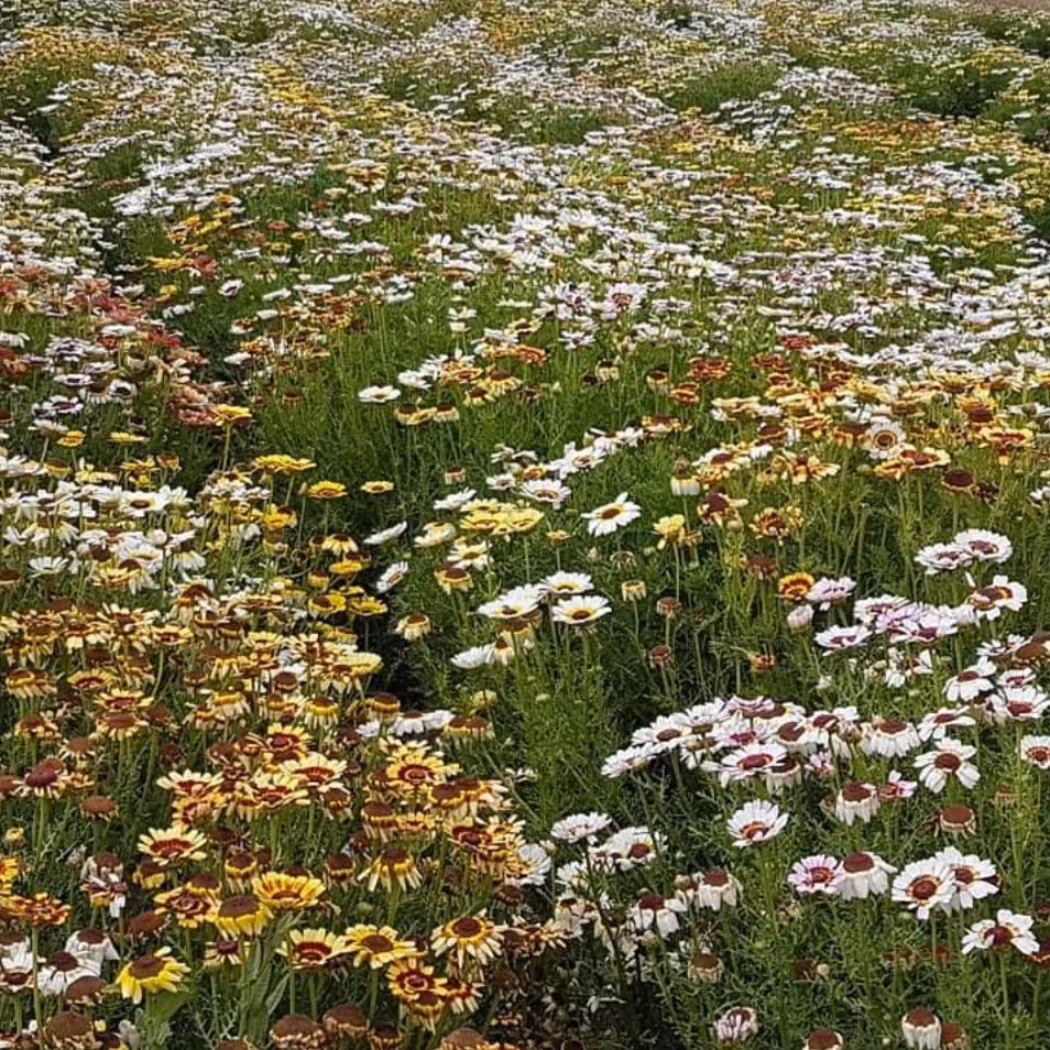 بذر گل داوودی یکساله