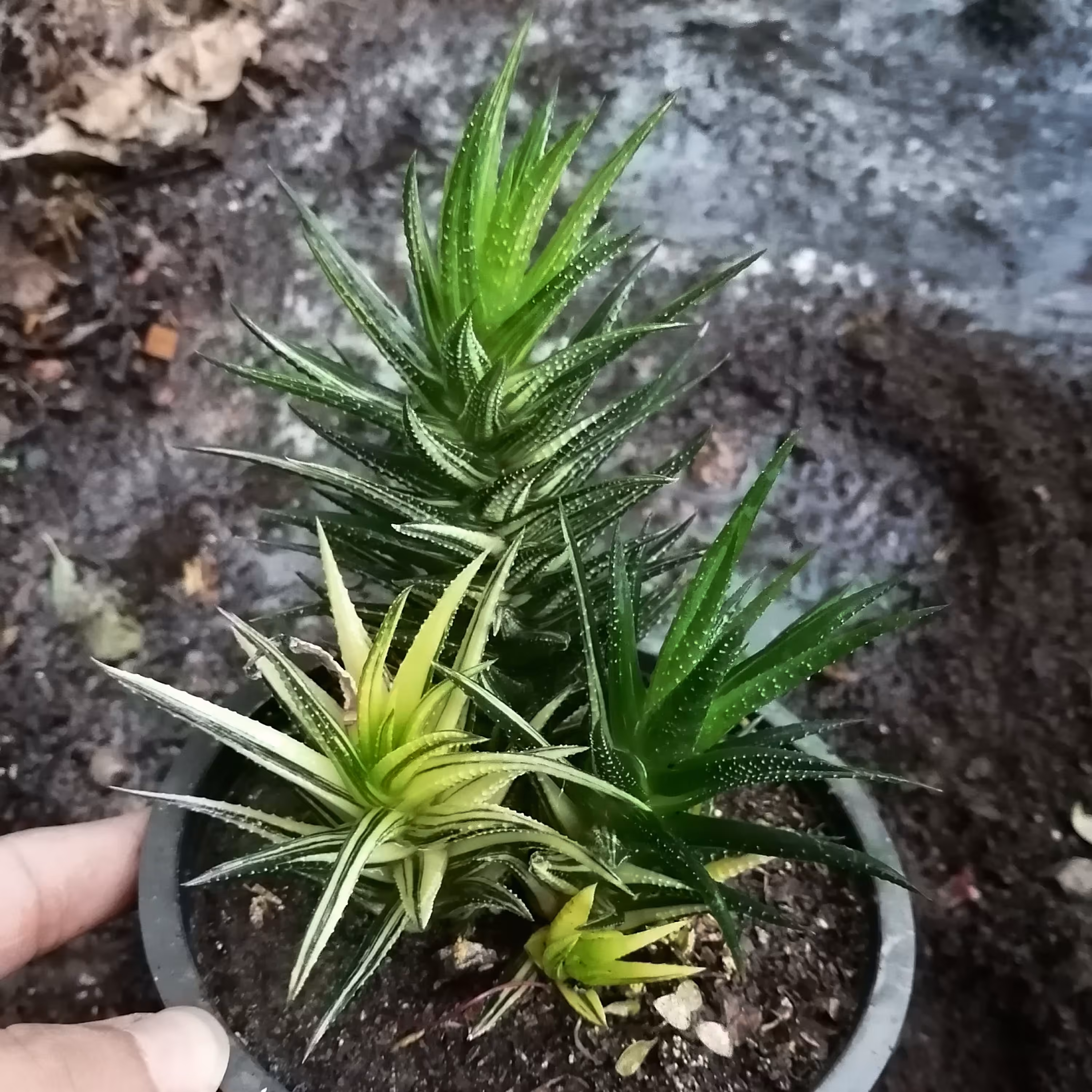 هاوارتیا ستونی ابلق مادری  پاجوش دار چند بوته ای  روی خاک 