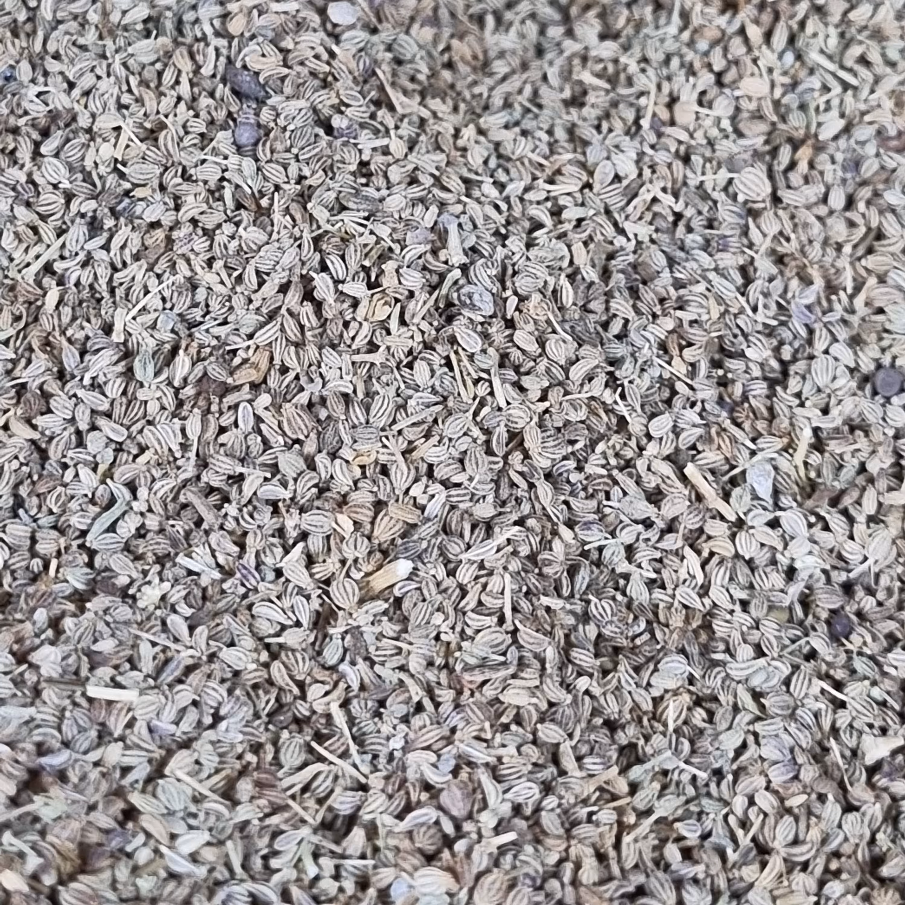 بهترین قیمت زنیان ( خردانه ) ده کیلو بهترین قیمت  