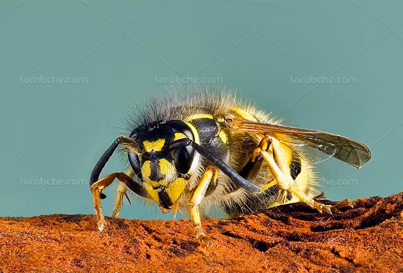 عکس زنبور عسل باکیفیت | گرافیک با طعم تربچه