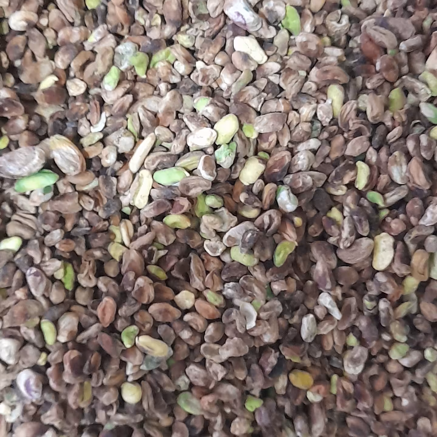 مغز پسته گندمی. 