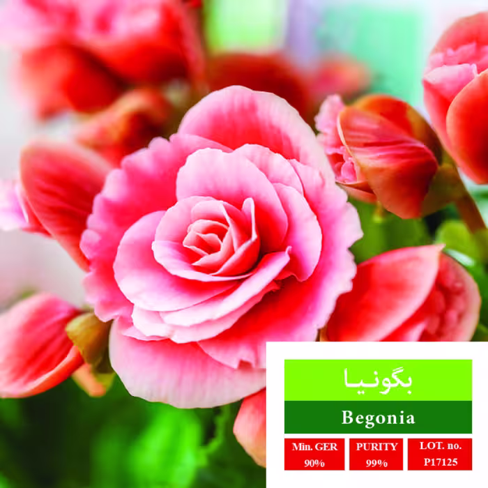 بذر گل بگونیا بذر طلایی رویان 