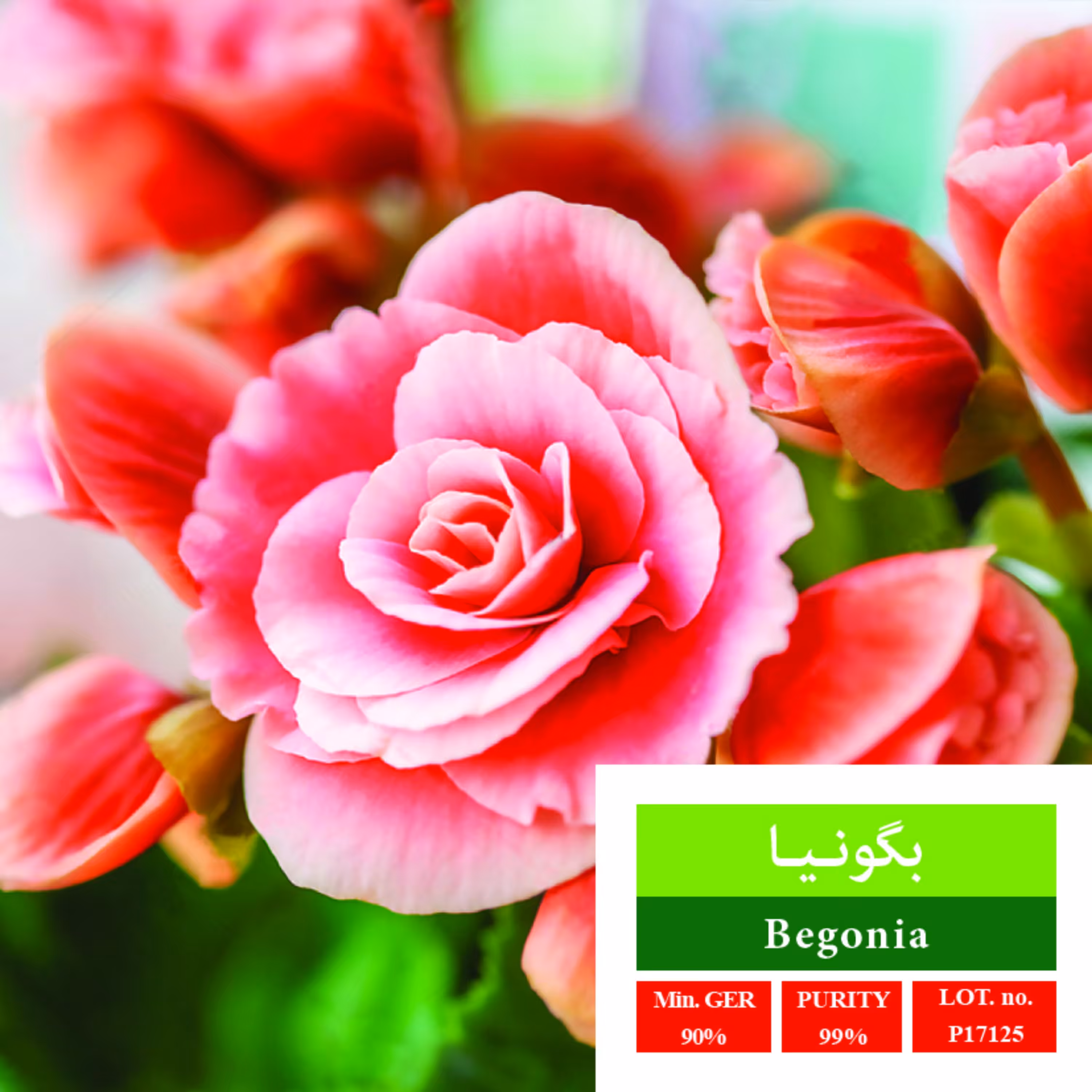 بذر گل بگونیا بذر طلایی رویان 