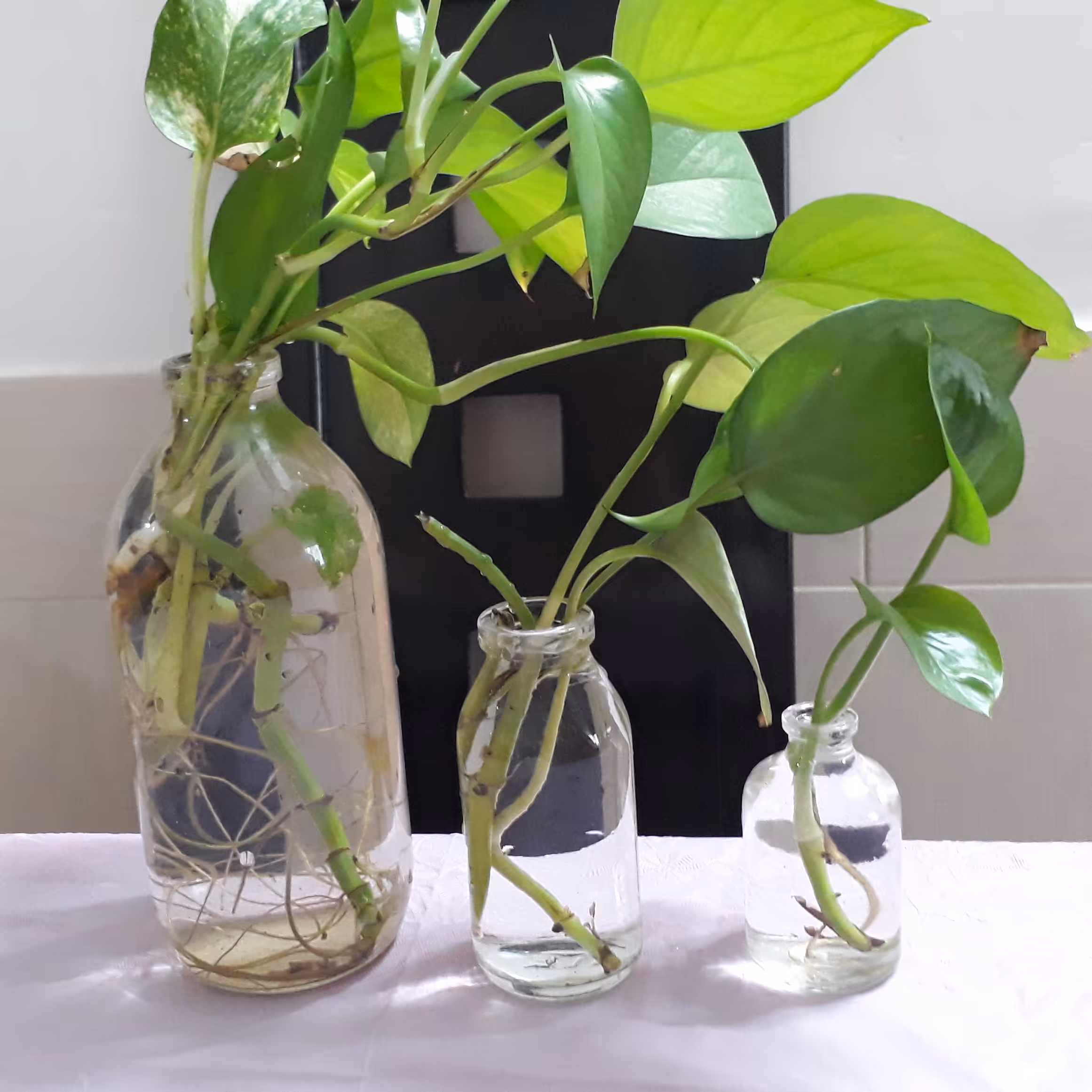 پک پنج تایی شیشه تراریوم 10 سانتی متر