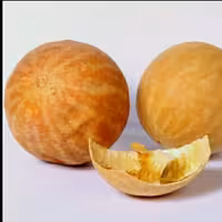 حنظل (هندوانه ابوجهل) 200 گرم کارون