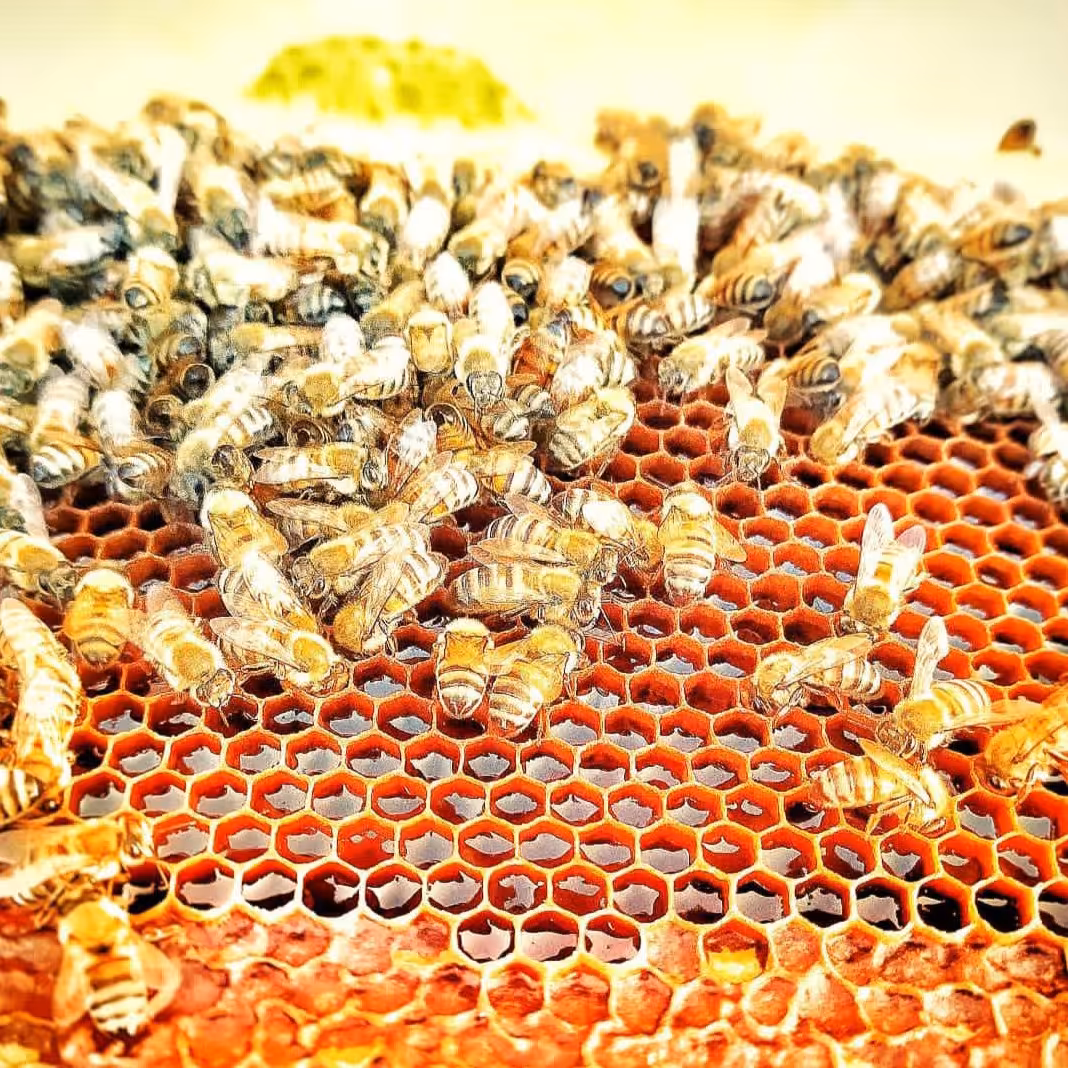 عسل بال مال خلخال(یک کیلویی)