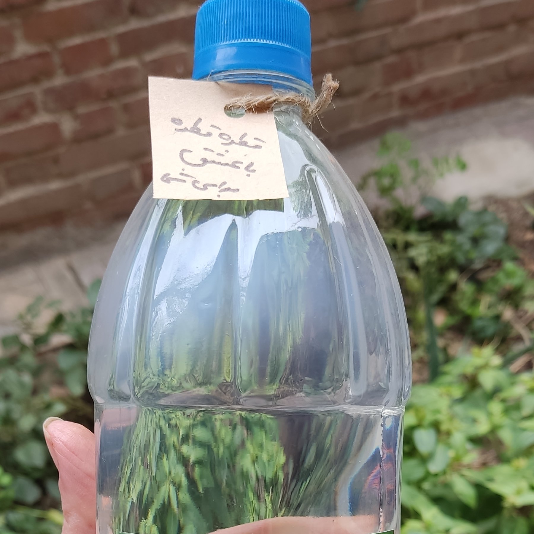 عرق کاسنی خانگی هیواکوک غلیظ و به صرفه بطری نوشابه