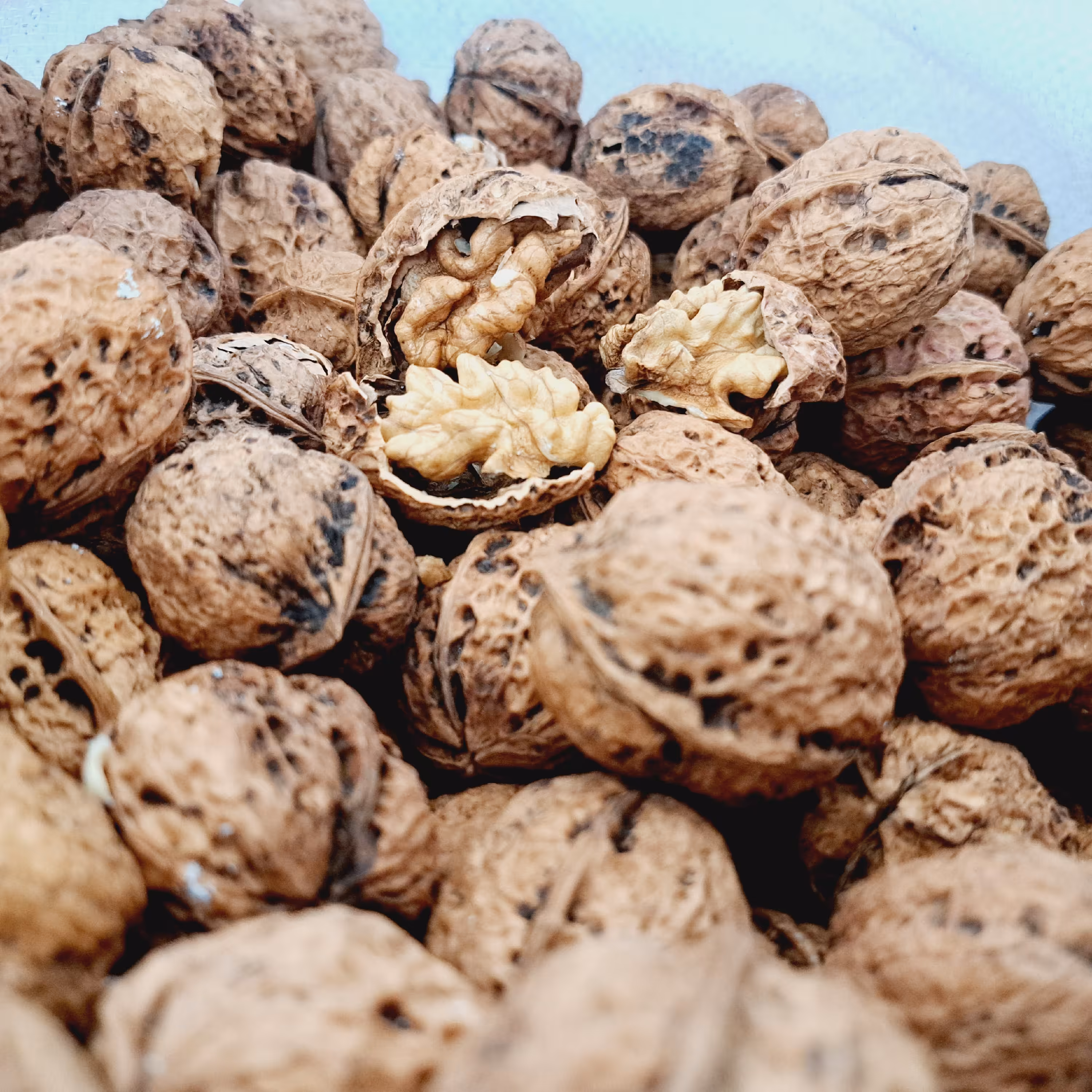 گردو با پوست بلغارستان خاص ترین گردوی موجود در ایران با طعم و چربی عالی 