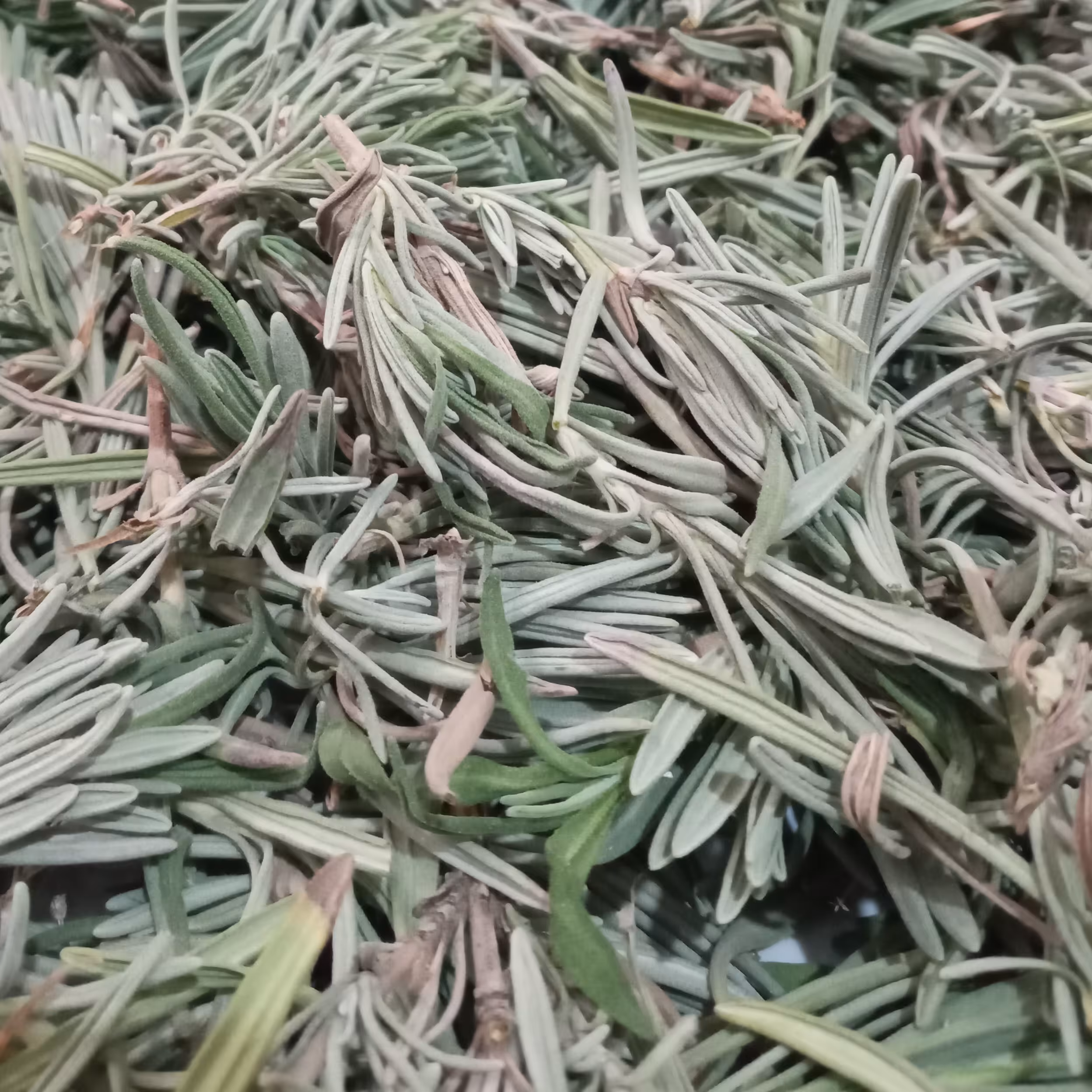 برگ رزماری 500 گرمی