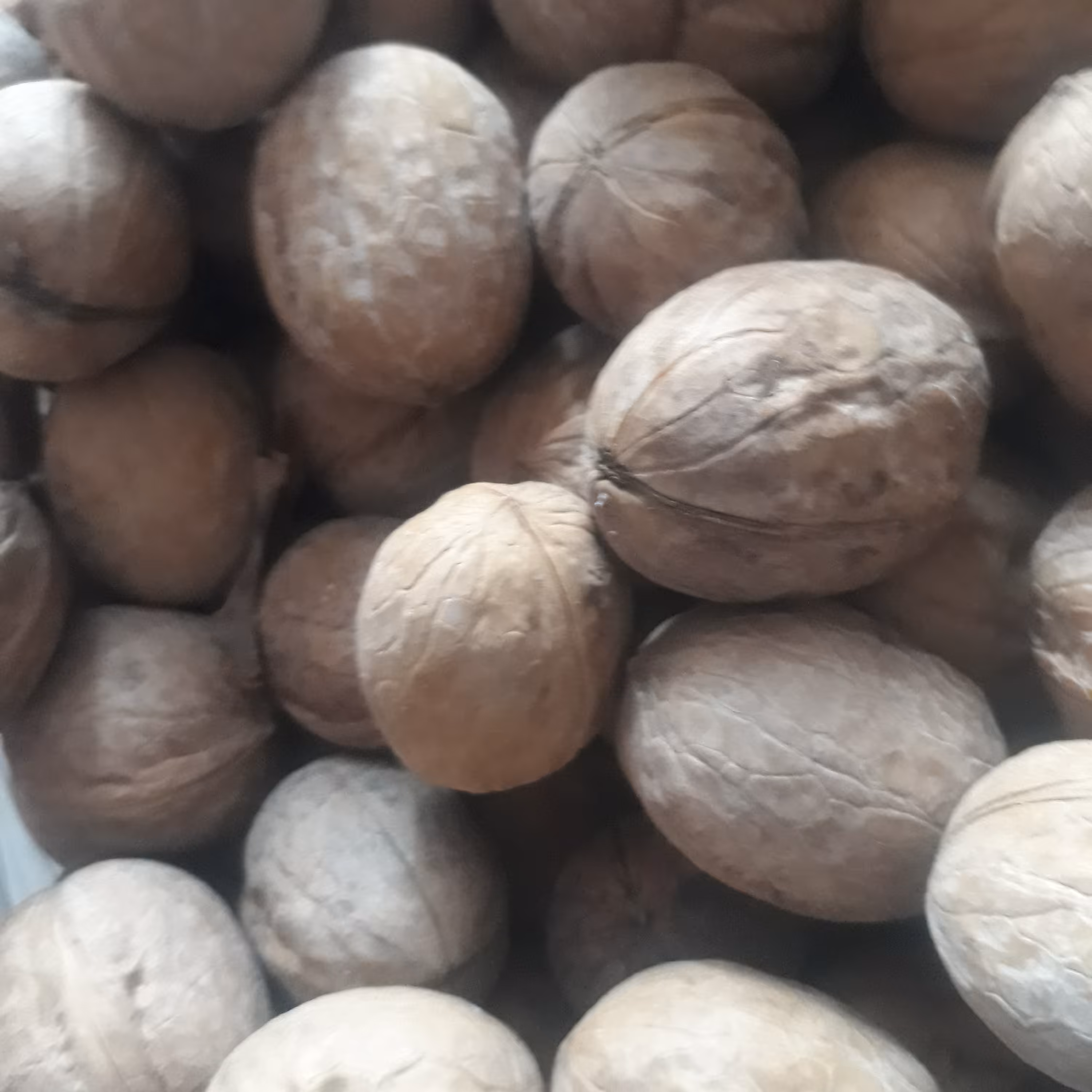 گردو درجه یک امسال